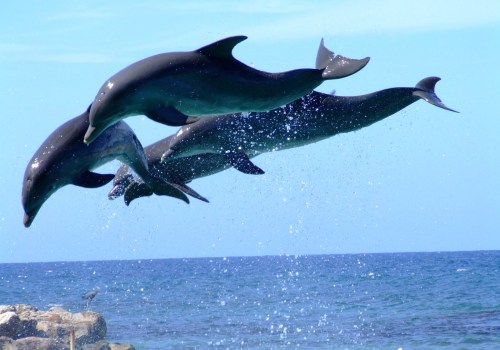 Exploring the Miami Dolphins and Live Sports in Florida